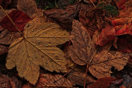 Autumnal Companions Autumnal Companions