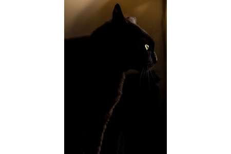 Hecate's Cats of Shadow