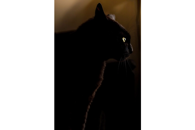 Hecate's Cats of Shadow