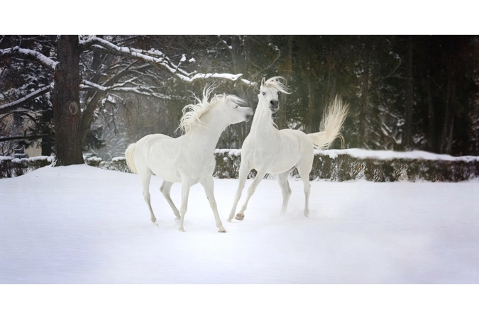 Circe's Mystical Pegasi