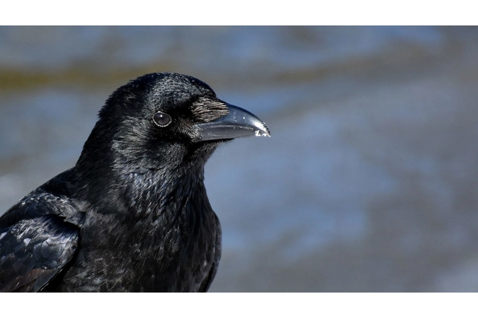 Odin's Mystical Ravens