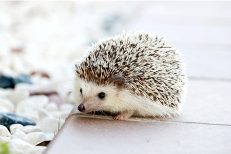 Zeus' Sparky Hedgehog Zeus' Sparky Hedgehog