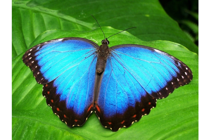 Isis' Butterflies of Transmutation