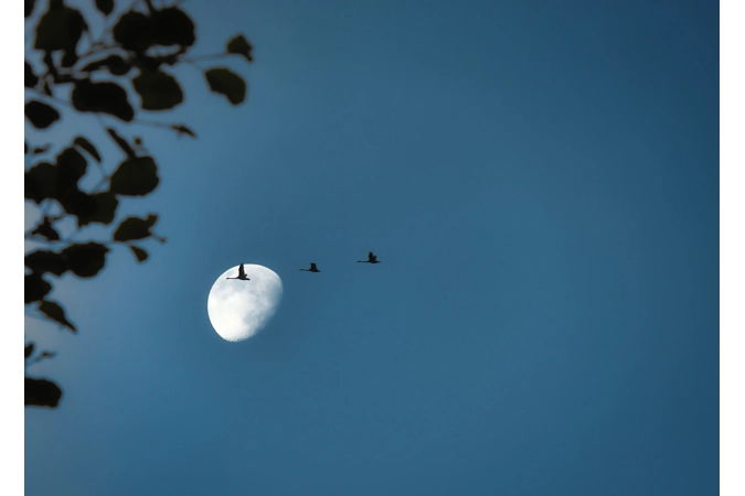 Artemis' Moonlit Jays