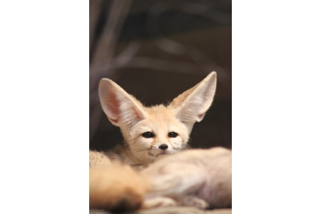 Nephthys' Shadow Foxes