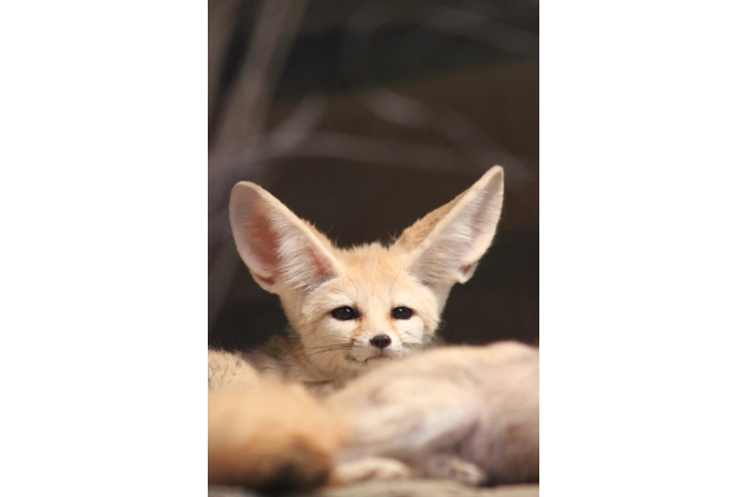 Nephthys' Shadow Foxes