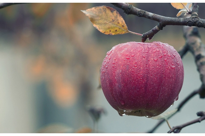 Persephone's Auspicious Apple Sprout
