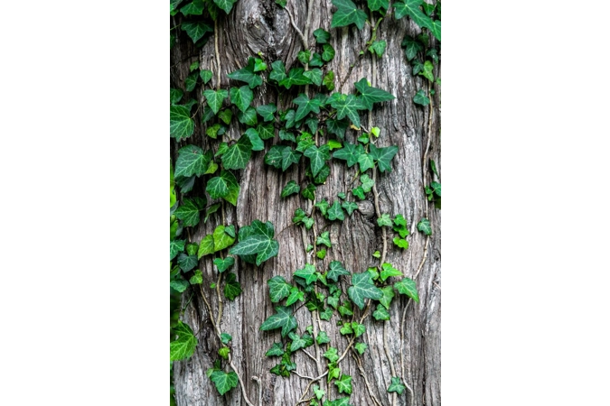 Persephone's Gilded Shadow Flower Vine