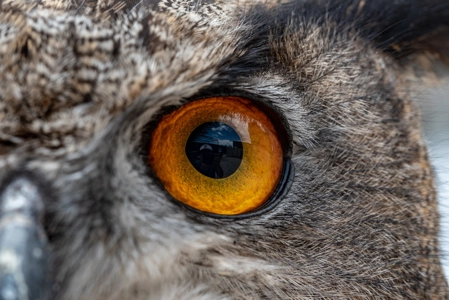 Athena's Lens of the Owl