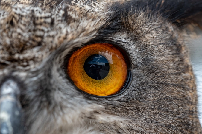 Athena's Lens of the Owl