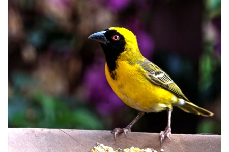 Hermes' Fantastic Finches