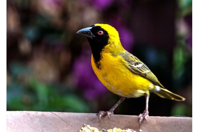 Hermes' Fantastic Finches