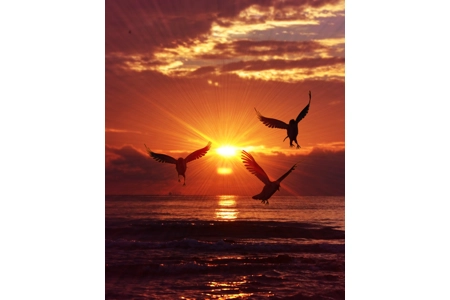 Apollo's Sunlit Jays