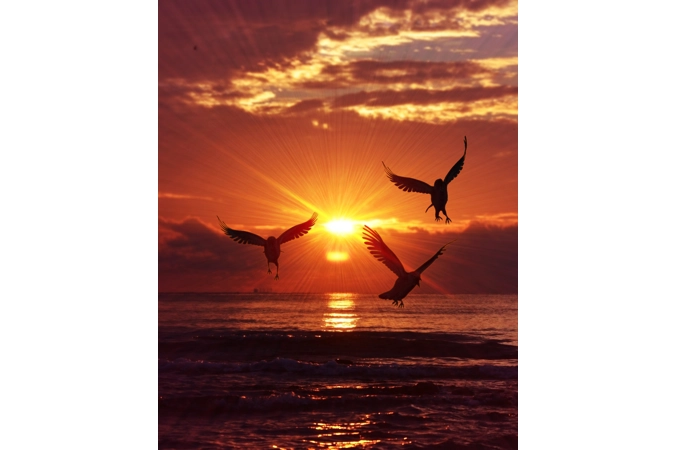 Apollo's Sunlit Jays