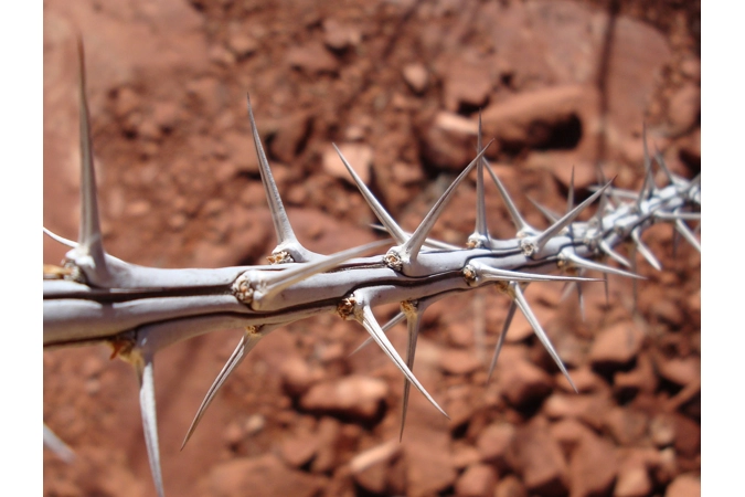 Loki’s Bauble of Poisoned Thorns