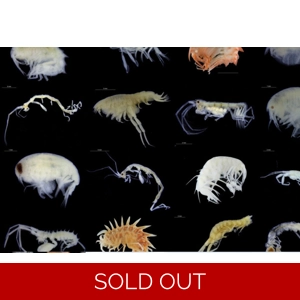 subscription for copepods
