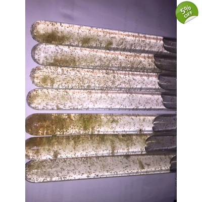 NEW UP TO 12 x condensed concentrated Marine live copepods in 150mm x 16mm vial