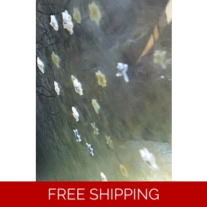 SUBSCRIPTION FOR Asterina st..