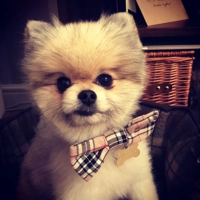 Barkberry Plaid Bow Tie