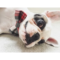 Alfies Red & White Plaid Bow Tie