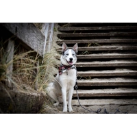 Frayed Alfies Plaid Bandana - Scamps - made to order (upto 1 month)