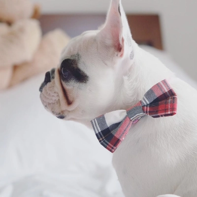 Alfies Red & White Plaid Bow Tie