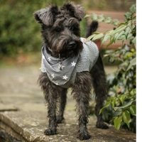 Grey Star Dog Bandana - Essentials
