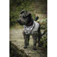 Grey Star Dog Bandana - Essentials