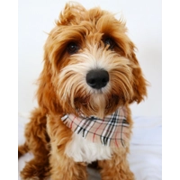 Frayed Barkberry Plaid Bandana - Scamps - made to order (upto 1 month)