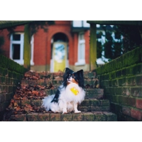 Yellow Star Dog Bandana - Essentials