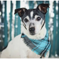Frayed Buffalo Blue Plaid Bandana - Scamps - made to order (upto 1 month)