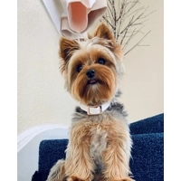 White Biothane Dog Collar