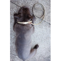 Khaki Green Biothane Dog Collar