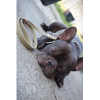 Khaki Green Biothane Dog Collar