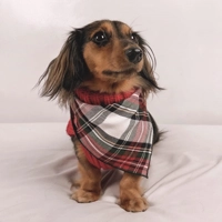 Alfies Red & White Plaid Dog Bandana