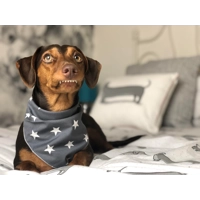 Grey Star Dog Bandana - Essentials