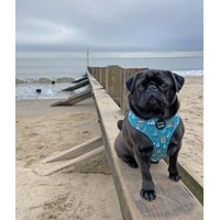 Ahoy Sea Dog HARNESS