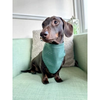 Antique Green Polka Dot Dog Bandana