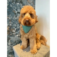 Antique Green Polka Dot Dog Bandana