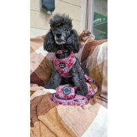 Berry Blossom Floral Dog Collar