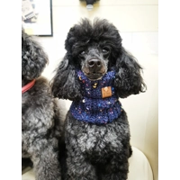 Blue Confetti Roll Top Dog Snood