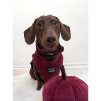 Burgundy Red Cord DOG HARNESS
