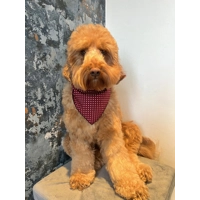 Olde English Red Polka Dot Dog Bandana