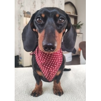 Olde English Red Polka Dot Dog Bandana