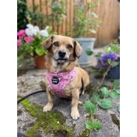 CHERRY BLOSSOM DOG HARNESS