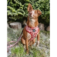 Christmas Cookies Dog HARNESS