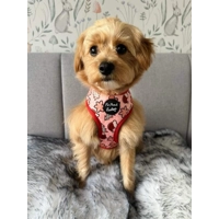 Christmas Cookies Dog HARNESS