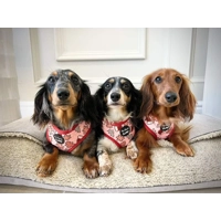 Christmas Cookies Dog HARNESS