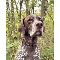 Coffee Bean Brown Cord DOG COLLAR