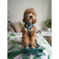 Dino Rawr DOG HARNESS